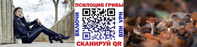 Псилоцибиновые грибы Psilocybine cubensis Губаха